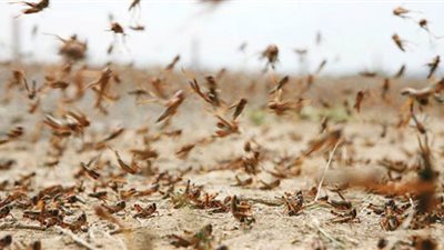 شائعة عابرة للحدود.. قصة خبر أثار رعب المصريين على مدار 24 ساعة