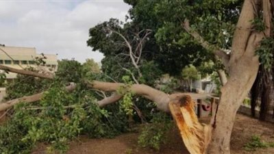 نيابة حلوان تستعلم عن الحالة الصحية لشاب سقطت فوقه شجرة بسبب الطقس