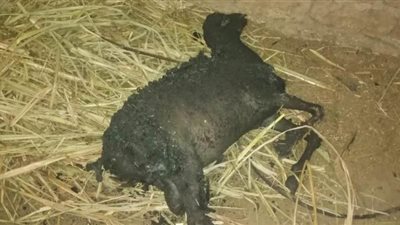 النيران تلتهم محتويات منزل في قنا ونفوق جاموسة وشاة| صور