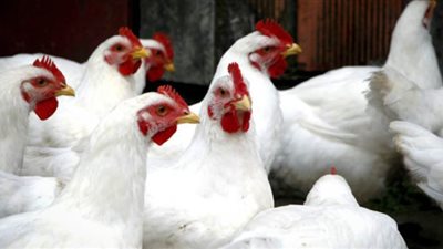 الغرف التجارية: 3 جنيهات زيادة فى أسعار الدواجن وتكالب المواطنين السبب