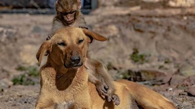 كلبة تتبني قردا بعد تسمم والدته| فيديو وصور