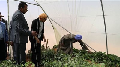 تنفيذ مشروع للصوب الزراعية بقرى الأربعين بالوادي الجديد | صور