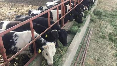 958 مليون إجمالي تمويل مشروع البتلو لصغار المربين حتى الآن