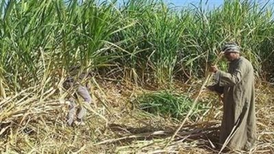 حقيقة توقف زراعة قصب السكر بالأقصر وأسوان