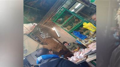 رغم التحذيرات من كورونا.. ازدحام أسواق الطيور والحيوانات في الإسكندرية | صور