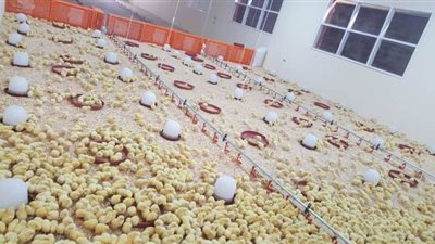 عنابر لتربية الدواجن وأبراج للحمام  في شلاتين لأول مرة