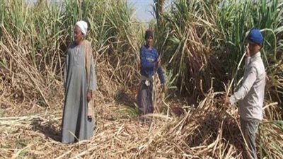 الحكومة تدعم مزارعي قصب السكر بأصناف جديدة ذات إنتاجية أعلى
