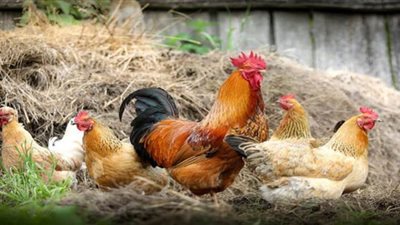 ارتفاع أسعار الدواجن البلدية 3 جنيهات بالأسواق