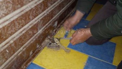 تشميع مقهى بالمنوفية لعدم التزامها بقرار الغلق وتداول الشيشة | فيديو وصور