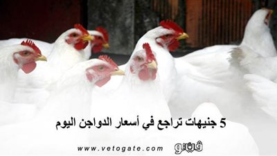 5 جنيهات تراجع في أسعار الدواجن اليوم