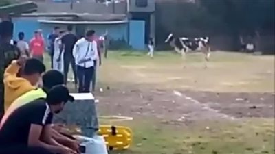 بقرة تقتحم ملعب مباراة في دوري القسم الرابع بالإسكندرية
