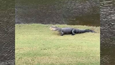 شاهد.. حركة غريبة لتمساح في ملعب جولف