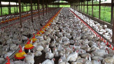 أسعار الدواجن والبيض اليوم الثلاثاء 26 -10-2021 في الدقهلية 