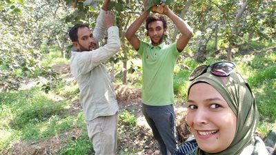 بدء موسم حصاد فاكهة الكاكا بمزارع الدقهلية | فيديو وصور