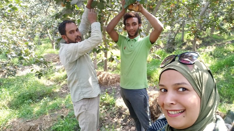 فيتو في مزارع الكاكا