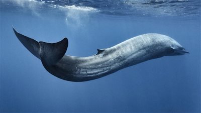 ظهور حوت البريدي النادر في مياه أبوظبي| فيديو