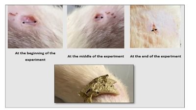 ابتكار ضمادات وخيوط جراحية قابلة للتحلل من الطحالب المنماه في بحيرات عالية الكفاءة
