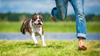  تفسير حلم مطاردة الكلاب في المنام وعلاقته بالأعداء والزوجة المتسلطة 