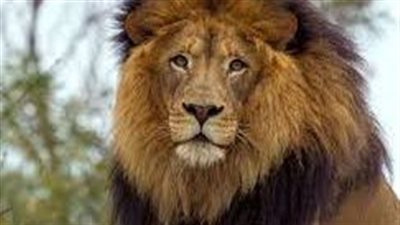 تفسير رؤية الأسد في المنام وعلاقته بالتعرض للبطش والظلم وفقدان شخص عزيز 