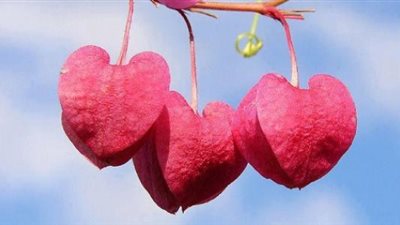 دائم الرضا والقناعة.. علامات القلب السليم 