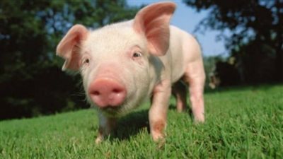  ما حكم استخدام جلد الخنزير لعلاج مرضى الحروق؟.. دار الإفتاء تجيب 