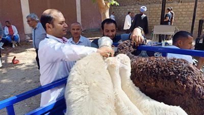 انطلاق قوافل بيطرية مجانية بمختلف مراكز بالمنيا 