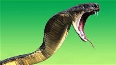 تفسير حلم مطاردة الثعبان في المنام وعلاقته بالتخلص من الأعداء ووفاة الزوجة 