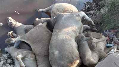 بسبب الحمى القلاعية.. انتشار جيف الحيوانات النافقة في ترع ومصارف السنطة | صور