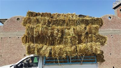 وزيرة البيئة: شراء طن قش الأرز من الفلاح بـ 50 جنيها