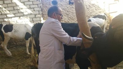 «الحمى القلاعية» تحاصر 