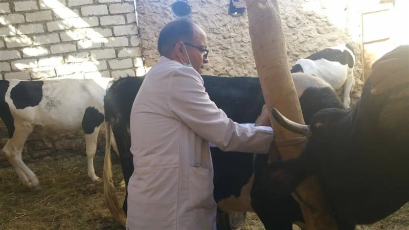 تحصين المواشي 