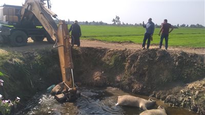 لحظة انتشال حيوانات نافقة من ترعة في الدقهلية | فيديو وصور