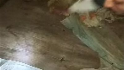 أب يكبل طفلته 3 سنوات ببيت مهجور في الدقهلية لمنعها من زيارة والدتها| صور 