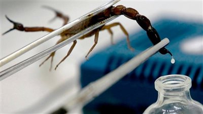 حقيقة فاعلية سم العقرب فى الشفاء من الكورونا