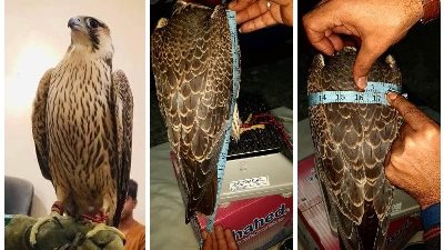 تاجر ليبي يشتري صقرًا نادرًا في مزاد علني بـ450 ألف دولار | صور