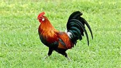 تفسير رؤية الديك في المنام.. وعلاقته بزواج العزباء من شخصية مرموقة في المجتمع 