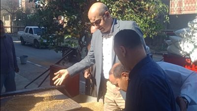 ارتفاع المورد من القمح المحلي موسم 2024 بالدقهلية إلى 251 ألف طن