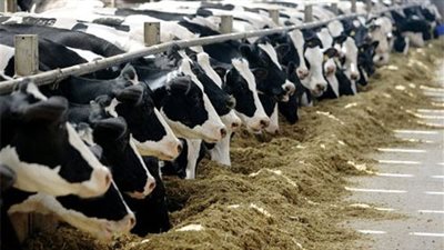 لتوفير 18 ألف رأس ماشية، تفاصيل مشروع الإنتاج الحيواني بجهاز مستقبل مصر (إنفوجراف)