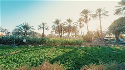 تفسير رؤية المزرعة في المنام وعلاقتها بالخير والاستقرار 