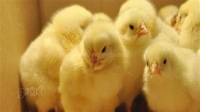 سعر الكتكوت الأبيض يعاود الارتفاع في الأسواق اليوم الخميس