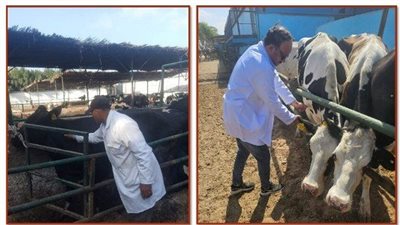 بيطري الشرقية: فحص 3700 رأس ماشية ضد البروسيلا والسل البقري 