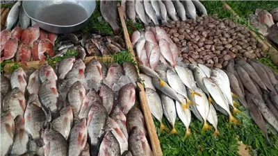 أسعار الأسماك اليوم، الكابوريا تسجل 210 جنيهات في سوق العبور