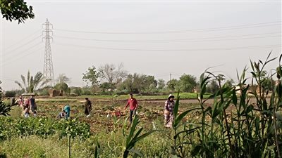 مشكلات بالأرز والذرة والبطاطس، مستشار بالزراعة يكشف سرا صادما عن تأثر المحاصيل بحرارة الصيف