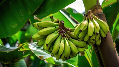 مشروع تدوير مخلفات أشجار الموز، فرصة واعدة لحماية البيئة وخلق فرص عمل