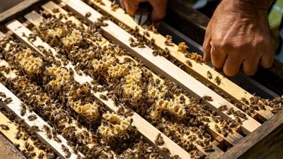 أجاثا كريستي ذكرته في روايتها، عسل نحل تركي يعالج العجز الجنسي ويتسبب في إغماء وهلوسة