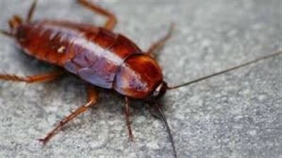 تفسير حلم الصرصار في المنام وعلاقته بالضعف وعدم السيطرة على الأمور 