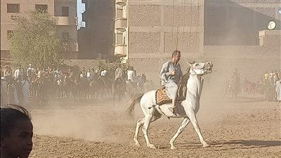  أهالى قنا يحتفلون بمولد عبدالرحيم القنائى بالمرماح (فيديو)