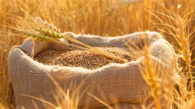  تفسير رؤية سنابل القمح في المنام وعلاقتها بكسب الكثير من الأموال 