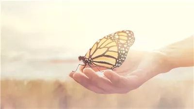  تفسير رؤية الفراشة الملونة في المنام وعلاقتها بالحسد من المقربين 