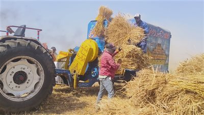 توريد 258 ألف طن قمح لشون وصوامع الدقهلية 